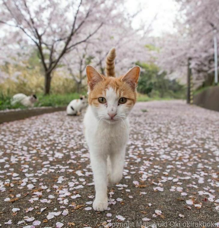 Fotógrafo Captura La Vida De Los Gatos Callejeros De Tokio Gato mirando a la cámara