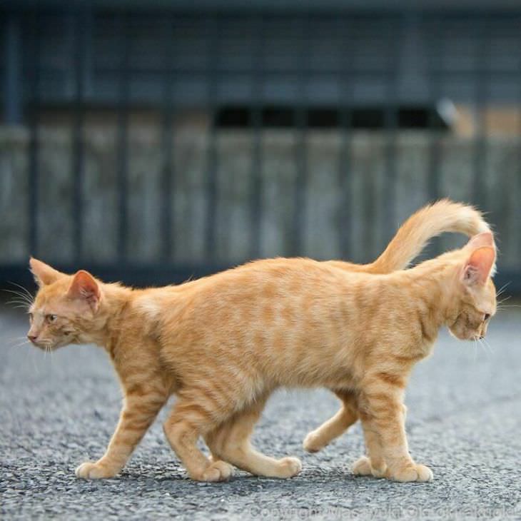 Fotógrafo Captura La Vida De Los Gatos Callejeros De Tokio Dos gatos caminando 