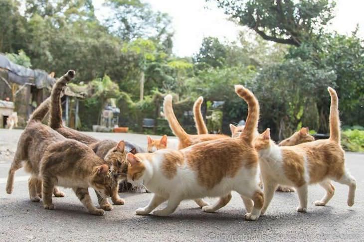 Fotógrafo Captura La Vida De Los Gatos Callejeros De Tokio Gatos reunidos en la calle