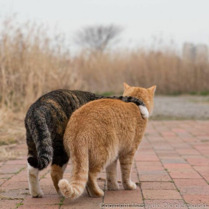 Fotógrafo Captura La Vida De Los Gatos Callejeros De Tokio Gatos caminando juntos