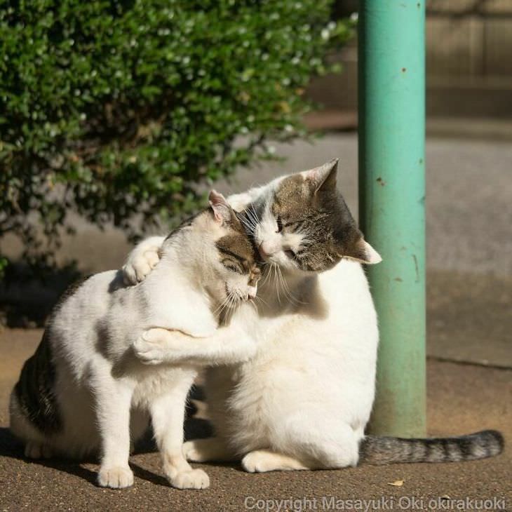 Fotógrafo Captura La Vida De Los Gatos Callejeros De Tokio Abrazo amoroso entre gatos