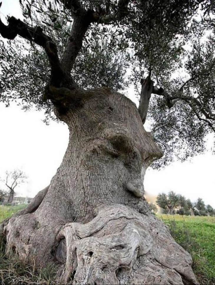 6. “Este olivo, de al menos 2000 años, es llamado por los lugareños" El árbol del pensamiento ". Se encuentra en Puglia, en el sur de Italia.