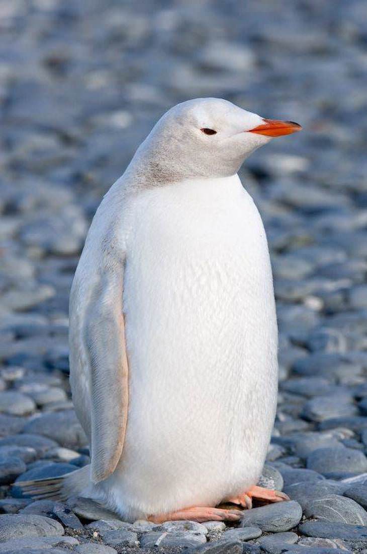 13. Pingüino albino raro
