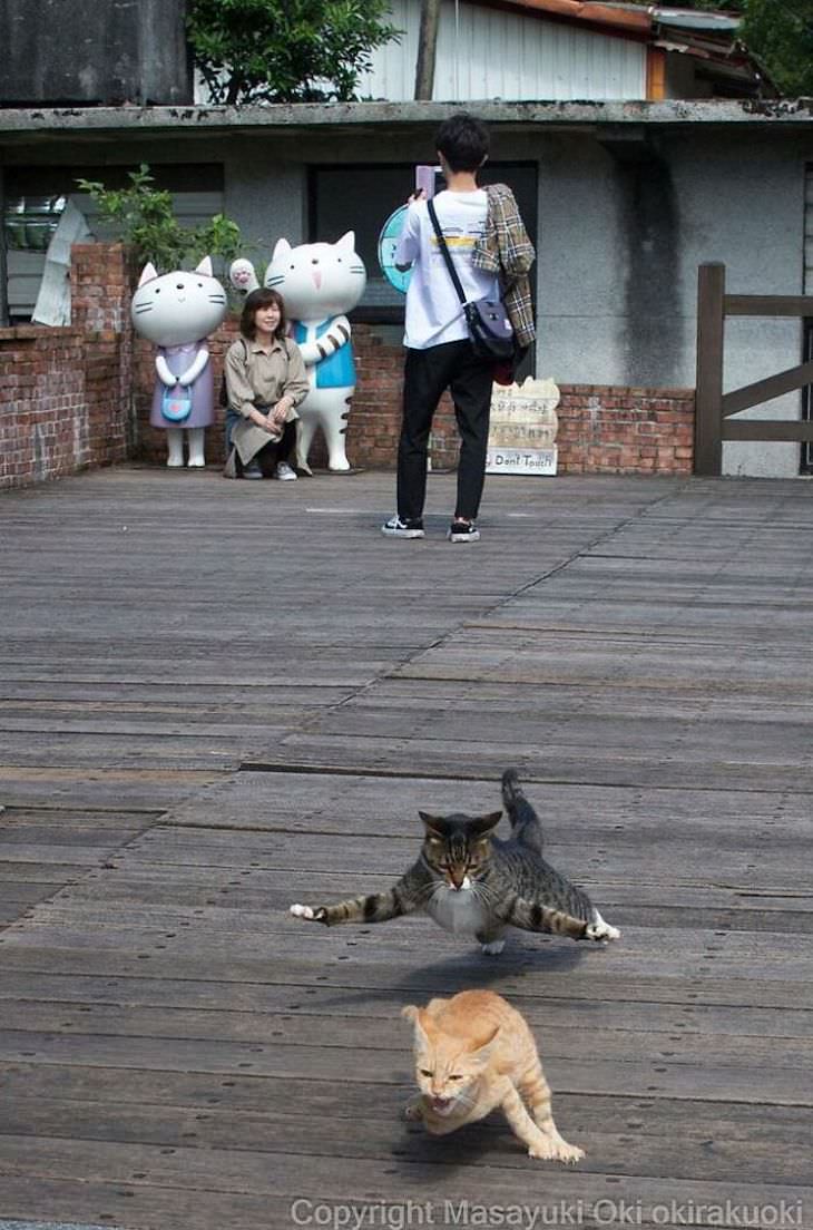 Fotógrafo Captura La Vida De Los Gatos Callejeros De Tokio Gatos peleando