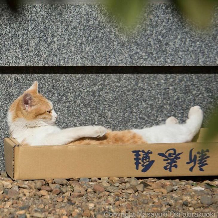 Fotógrafo Captura La Vida De Los Gatos Callejeros De Tokio Gato relajándose