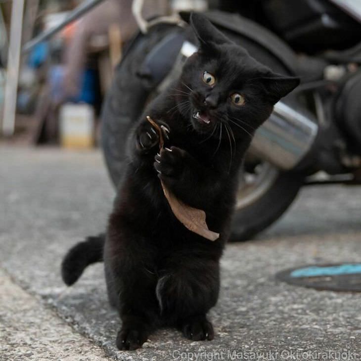 Fotógrafo Captura La Vida De Los Gatos Callejeros De Tokio Gato sorprendido