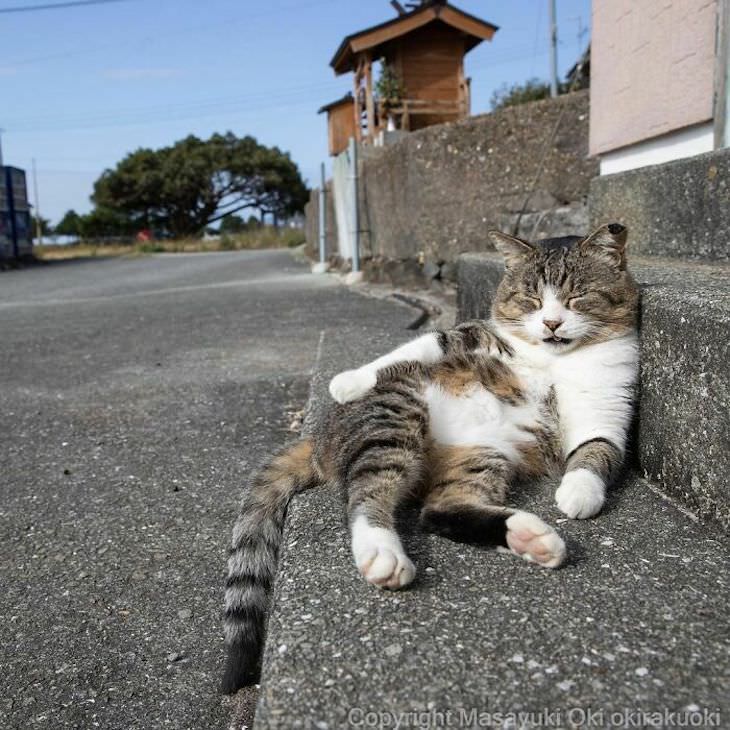 Fotógrafo Captura La Vida De Los Gatos Callejeros De Tokio Gato tomando el sol