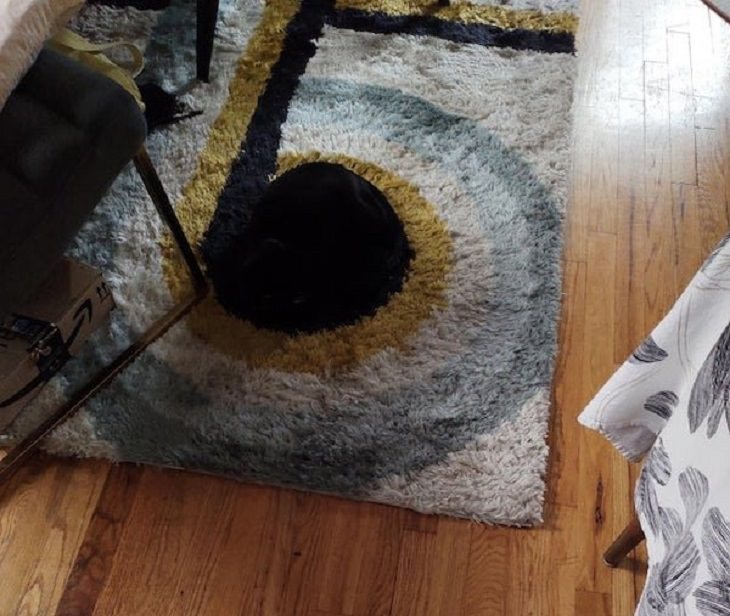 Imágenes De Camuflaje Accidental Gato negro en medio de la alfombra