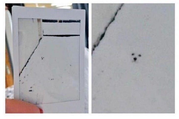 Imágenes De Camuflaje Accidental Perro que parece estar enterrado bajo la nieve