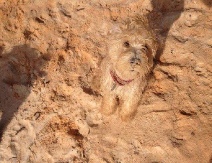 Imágenes De Camuflaje Accidental Perro camuflajeado con el color de la arena