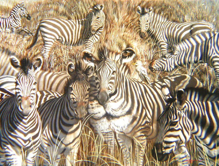  Ilusiones Ópticas  zebra y león