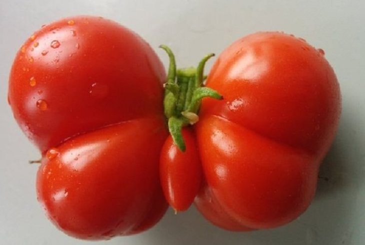 Frutas y Verduras De Formas Extrañas Que Se Ven Divertidas Este tomate de jardín tiene la forma de una bonita mariposa.