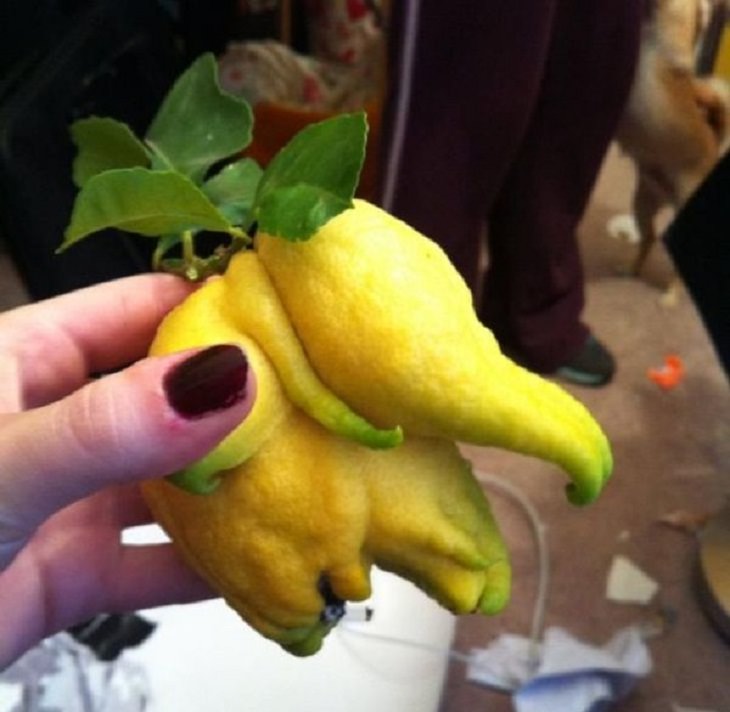 Frutas y Verduras De Formas Extrañas Que Se Ven Divertidas ¡Un limón con forma de elefante!