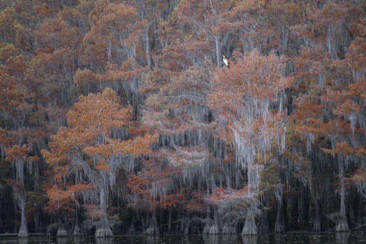 Fotógrafo De La Naturaleza Del Año 2020: 15 Imágenes Ganadoras "Garceta solitaria entre los colores otoñales del pantano de cipreses" de Rick Beldegreen