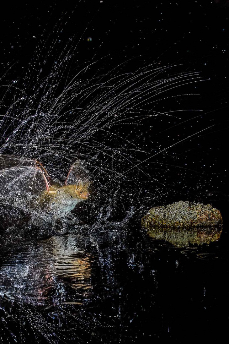 Fotógrafo De La Naturaleza Del Año 2020: 15 Imágenes Ganadoras "Splash" de Antonio Leiva Sánchez