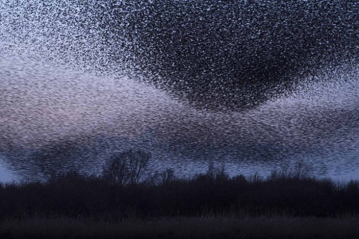 Fotógrafo De La Naturaleza Del Año 2020: 15 Imágenes Ganadoras "Apocalipsis estornino" de Bart Siebelink