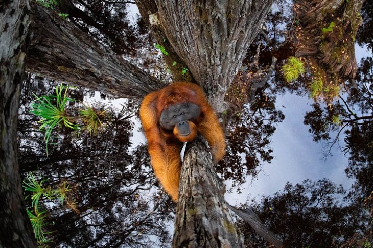 Fotógrafo De La Naturaleza Del Año 2020: 15 Imágenes Ganadoras "El mundo se pone al revés" de Thomas Vijayan