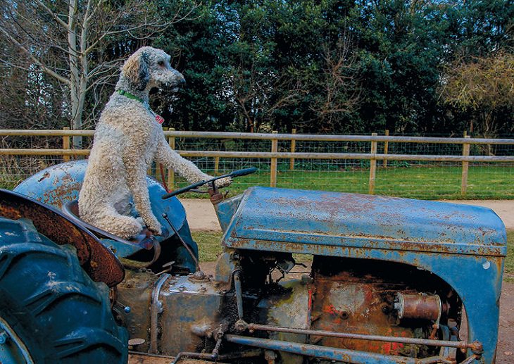 Fotos Travesuras De Perros En La Calle perro manejando un tractor