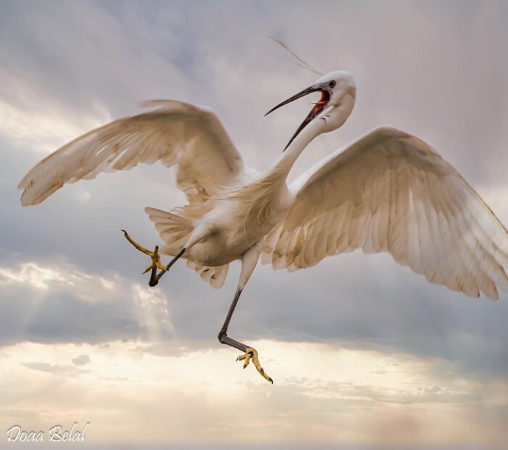 Fotos Divertidas De La Vida Salvaje ave volando