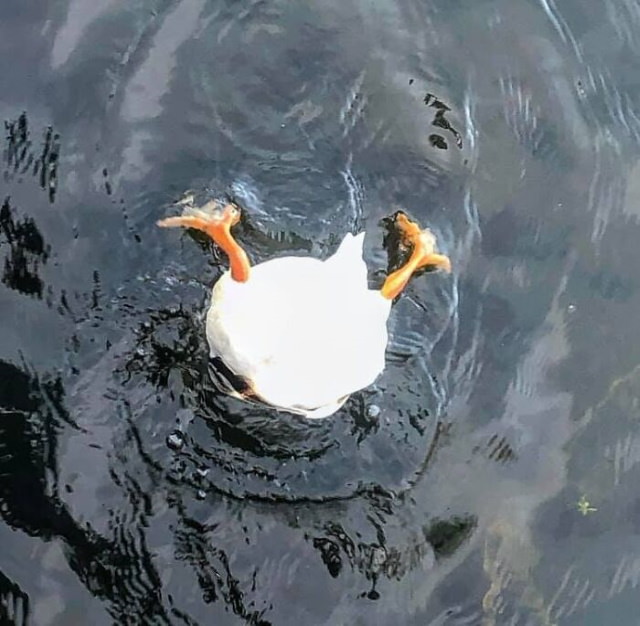 Fotos Divertidas De La Vida Salvaje Ganso en el agua