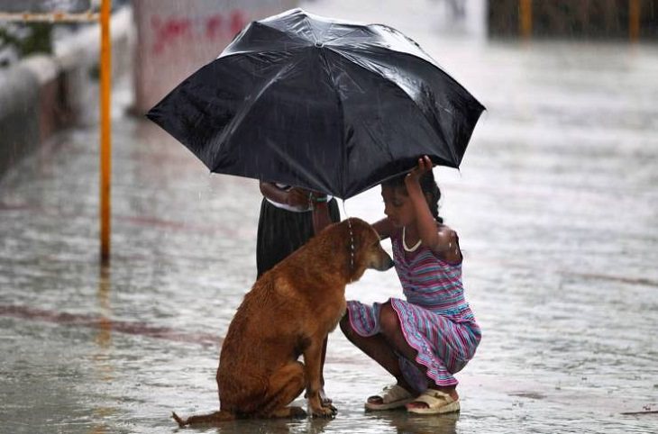 fotos lindas niña que ayuda a perro bajo la lluvia