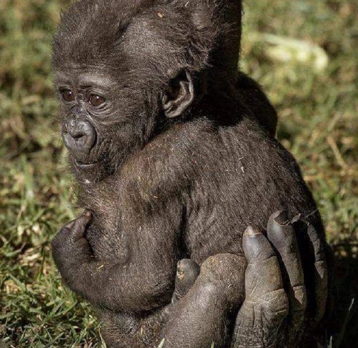 4. ¿Qué es más lindo que un gorila bebé? bonitas fotos