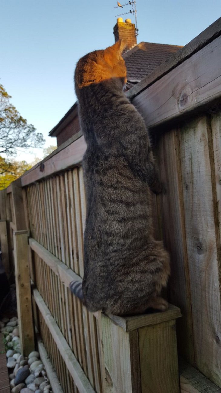 Imágenes de gatos largos gato asomado por la valla