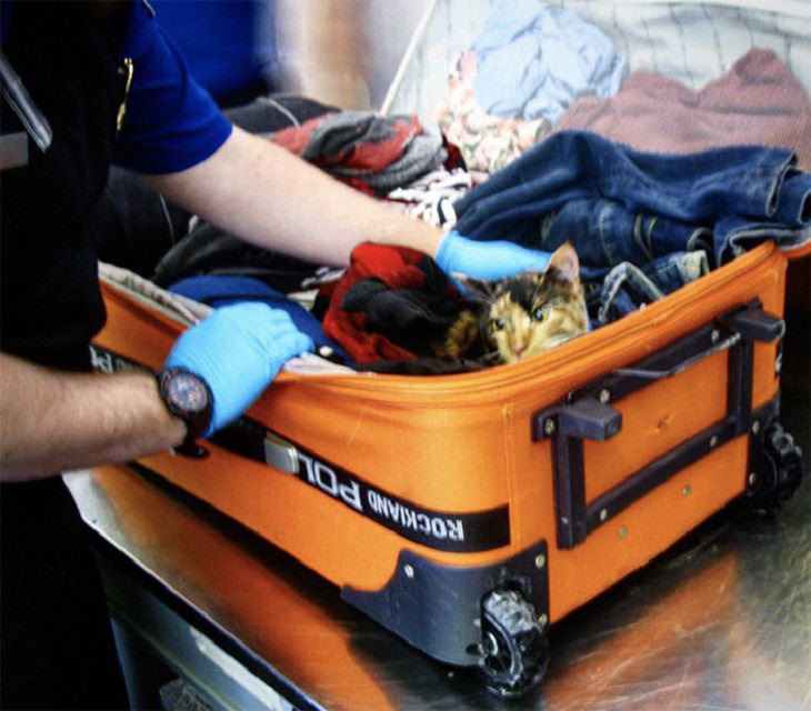 Objetos extraños confiscados en aeropuerto gato dentro del equipaje