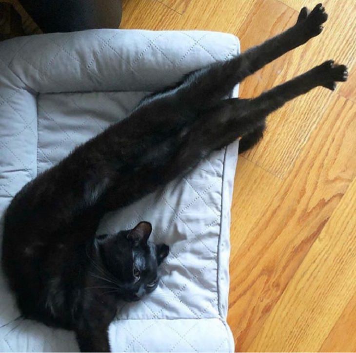 Imágenes de gatos largos gato negro estirándose