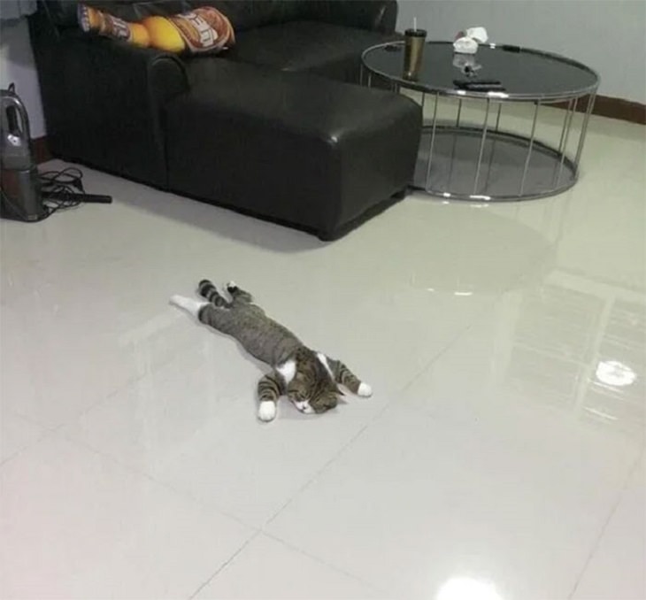 Imágenes de gatos largos gato acostado en el suelo