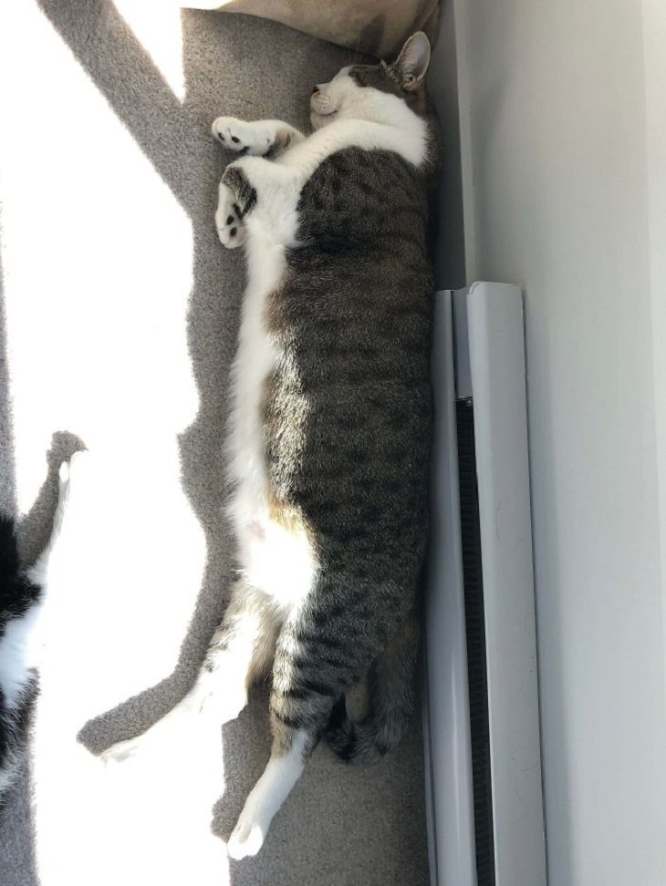 Imágenes de gatos largos gato dormido en la alfombra
