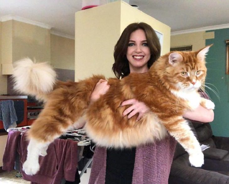 Imágenes de gatos largos gato enorme en brazos de su dueña