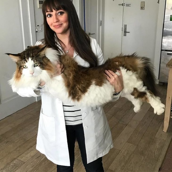 Imágenes de gatos largos chica sosteniendo a un gato