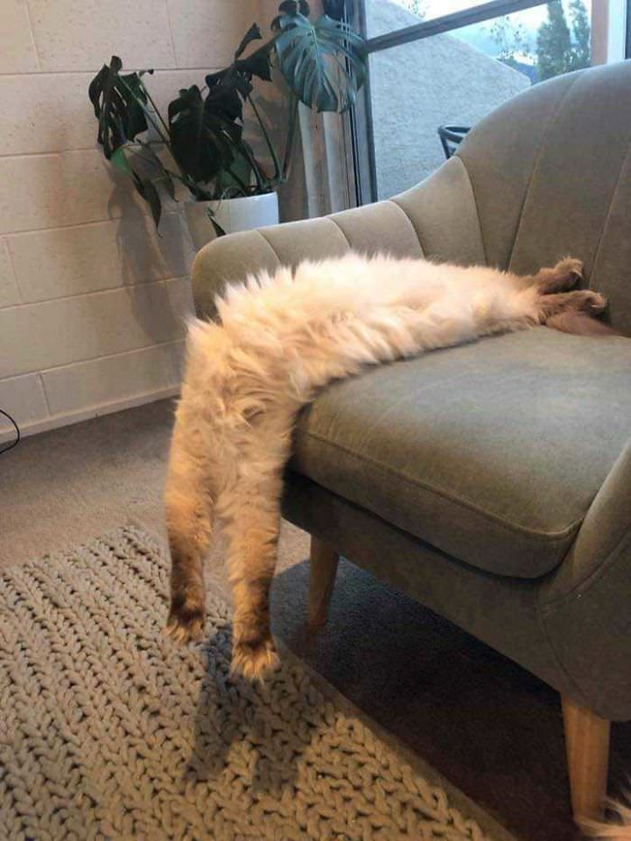 Imágenes de gatos largos gato escurriéndose por el sofá
