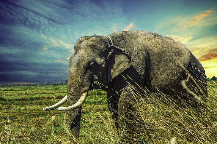 Animales Que Viven Muchos Años elefantes