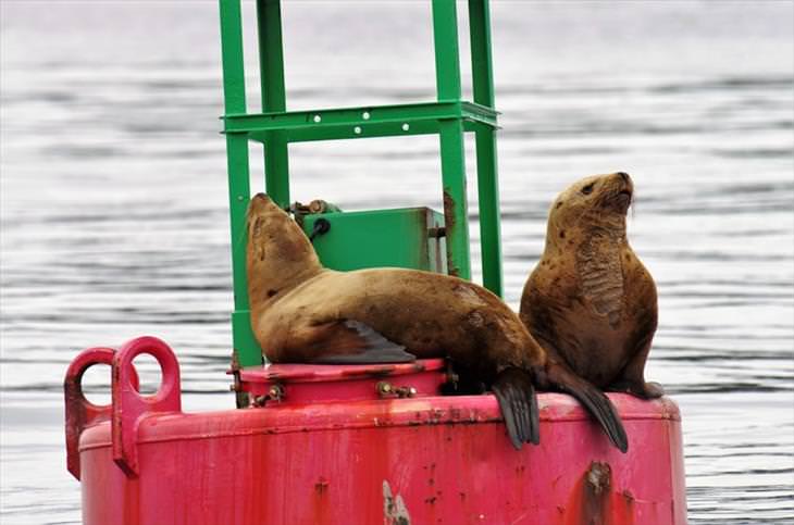 dos focas sentadas en una boya