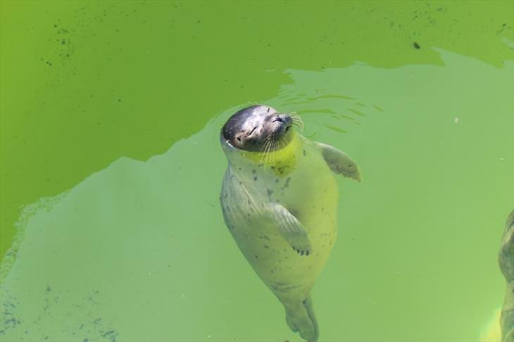una foca descansando en una piscina