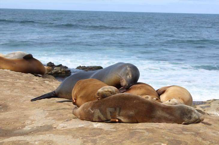 grupo de focas durmiendo en la arena