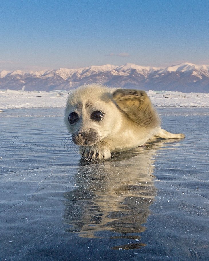 una cría de foca sobre el hielo