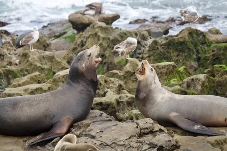 dos focas gritando