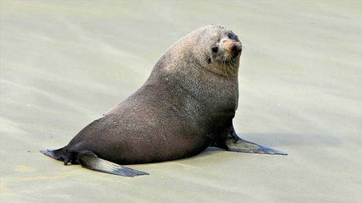 una foca sobre la arena posando para la cámara