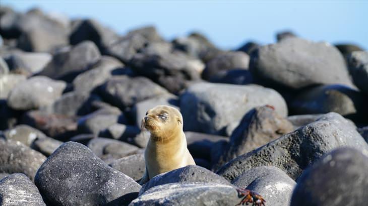 una cría de foca descansando en una roca