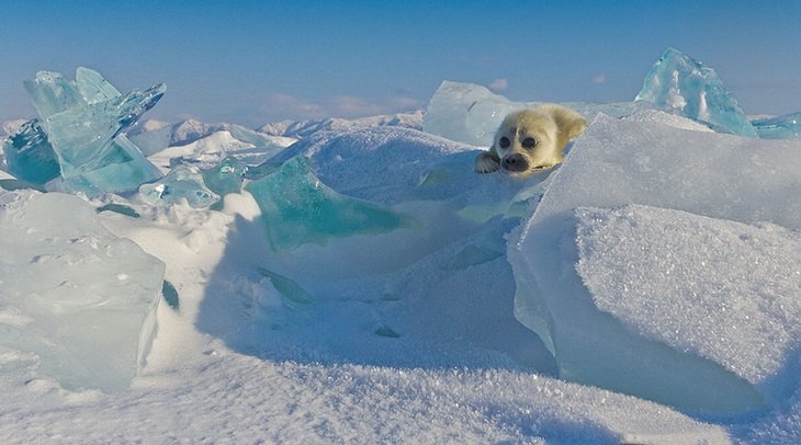 foca bebé en el hielo