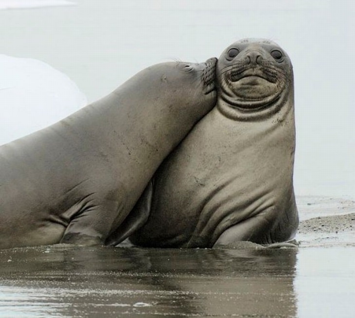 una foca besando a otra