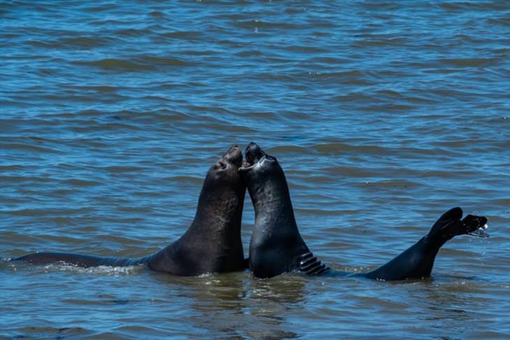 dos focas besándose en el mar