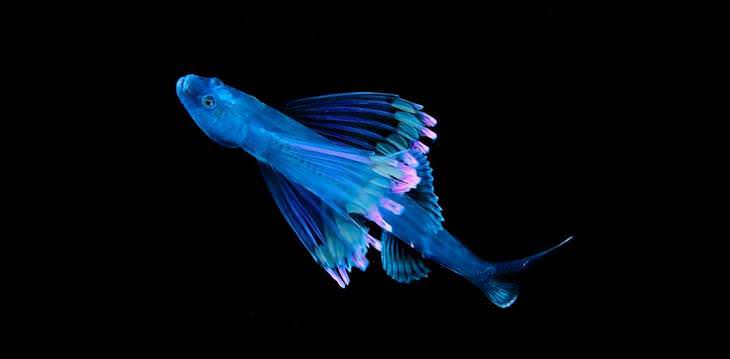 Imágenes De Criaturas Marinas En Su Hábitat pez azul con rosa