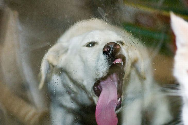 No Verás Esto Animales En National Geographic ...perro lengua fuera