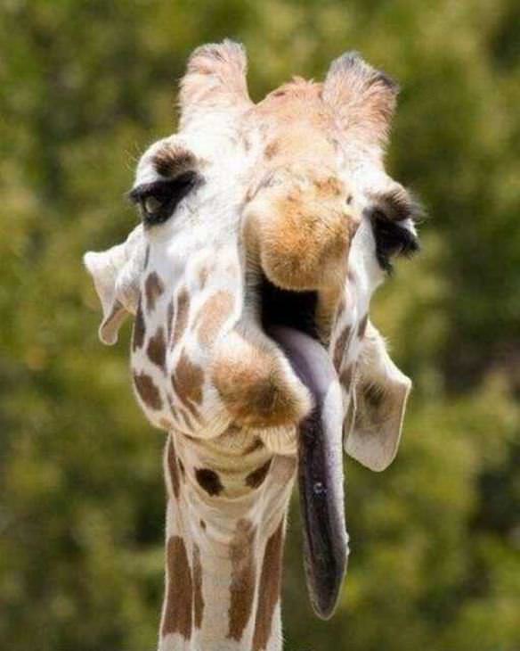 girafa lengua fuera