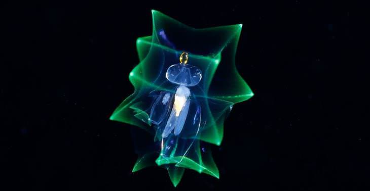 Imágenes De Criaturas Marinas En Su Hábitat especie microscópica