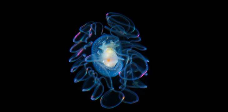 Imágenes De Criaturas Marinas En Su Hábitat plancton